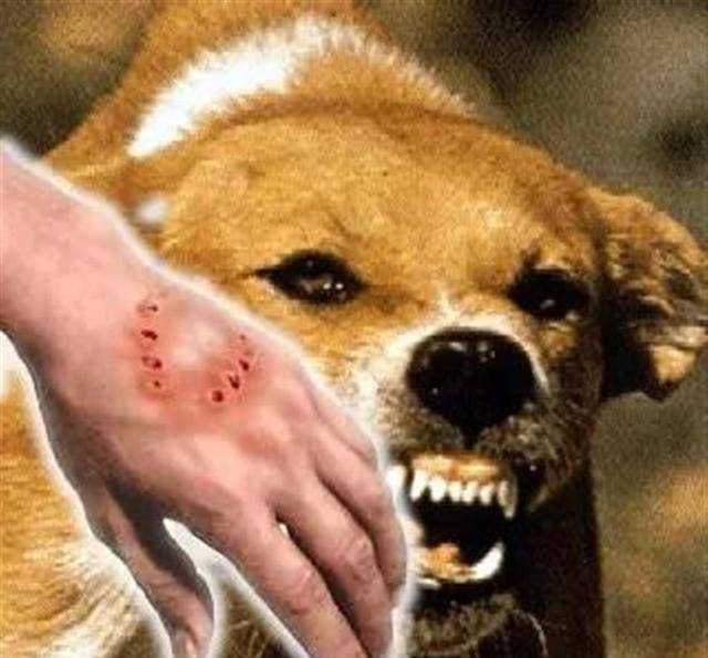狗咬伤口发黑照片图片