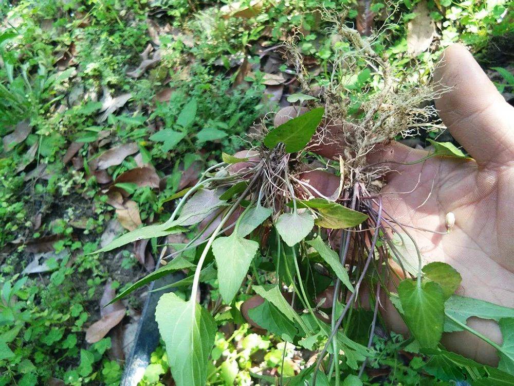 紫花地丁属于堇菜科堇菜属的一种多年生草本植物,其显著特点是无明显