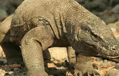 原创世界上最大的蜥蜴科莫多龙