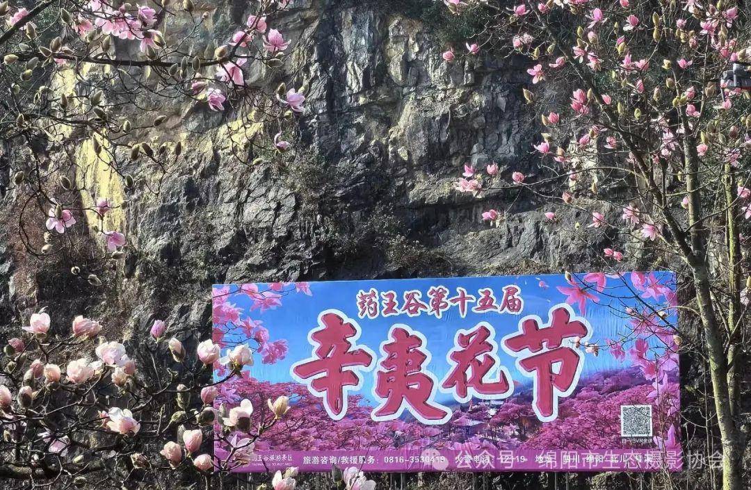 绵阳市生态摄影协会应邀参加2024年药王谷第十五届辛夷花节