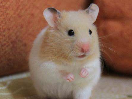 并不是所有仓鼠都用浴沙来洗澡,给熊类仓鼠用浴沙纯属没事找事_侏儒