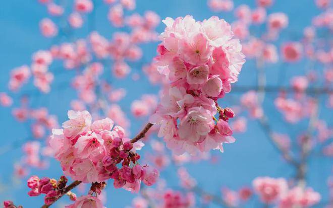 丽江的春不止樱花大道