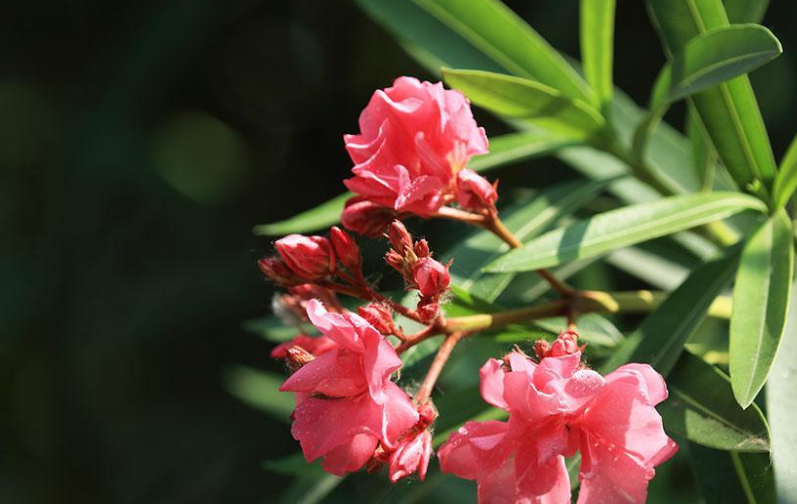 原创神许养生夹竹桃用于心力衰竭但是有毒性哦