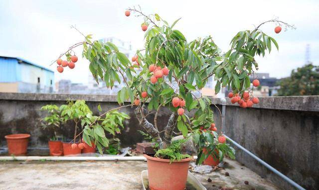 为了给荔枝保鲜,官员想出了这个妙招_雍正_地方_杨贵妃