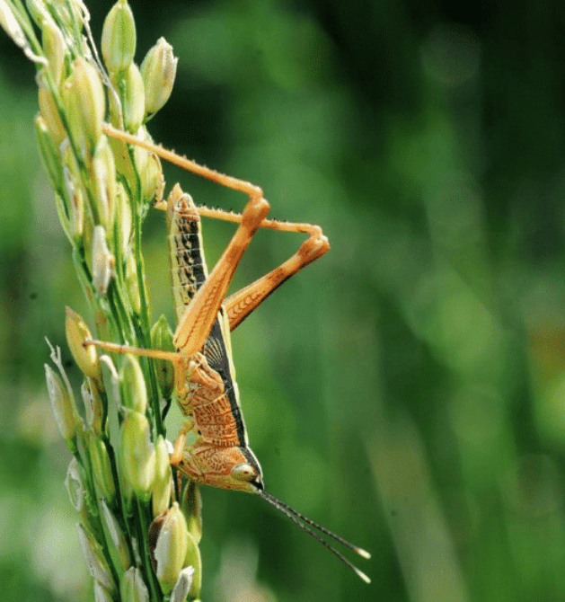 原创古代发生蝗灾时农民为啥不捕捉蝗虫充饥不是不想而是做不到