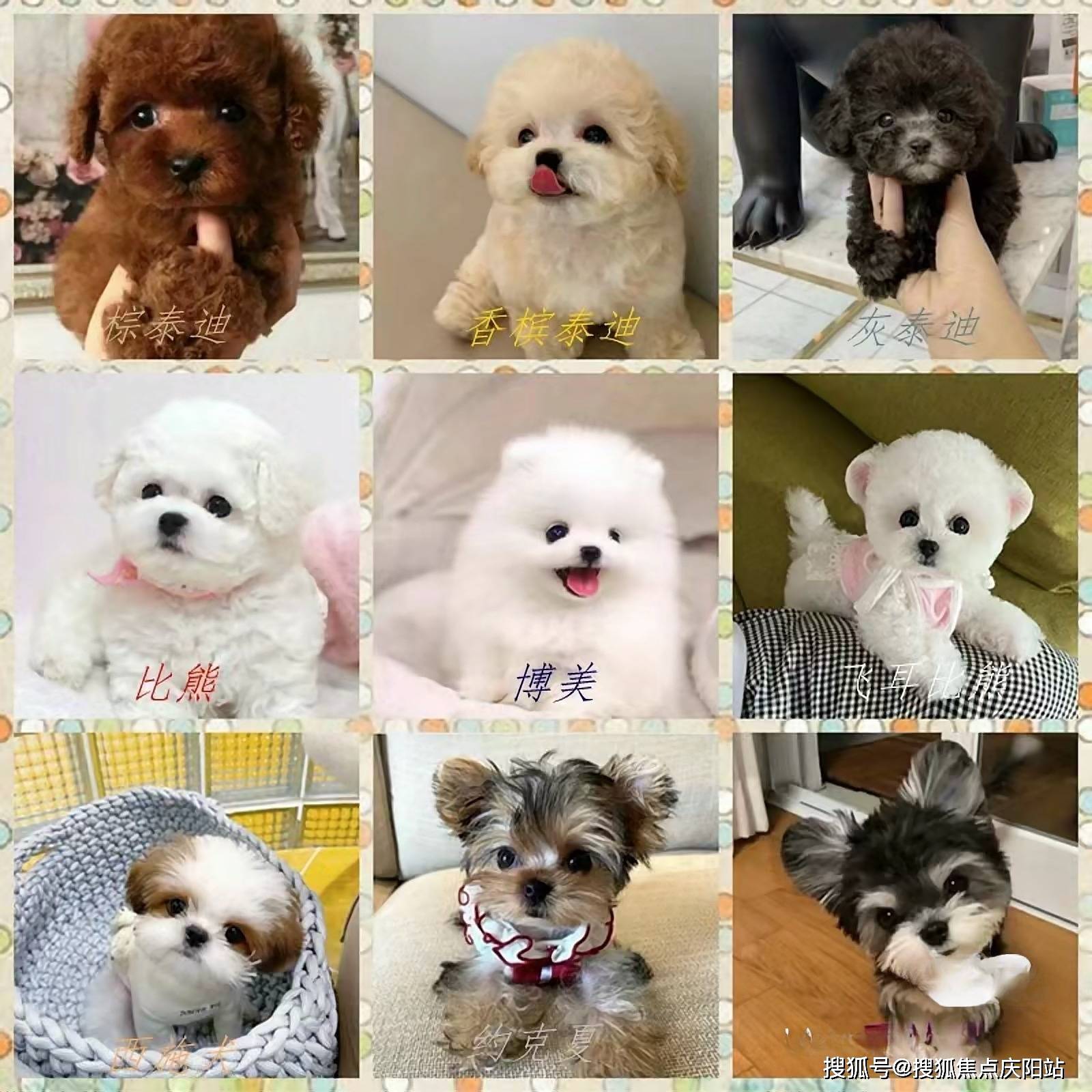 湖州买博美狗狗首页网站(湖州)买博美狗狗哪里便宜丨湖州买博美狗狗