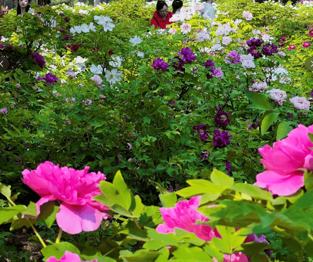 河南牡丹园门票多少钱河南牡丹园介绍景点看完这一篇就知道了