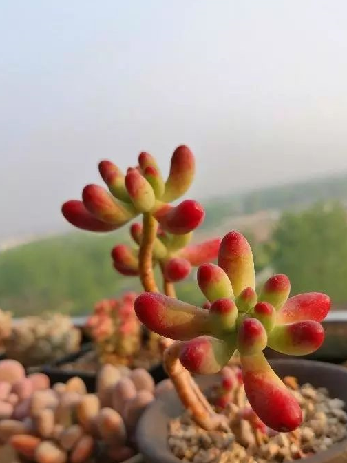 蓝苹果树啊～柔情啊～似水哪儿去啦你就是个小妖精灵隐红化妆爱美之心