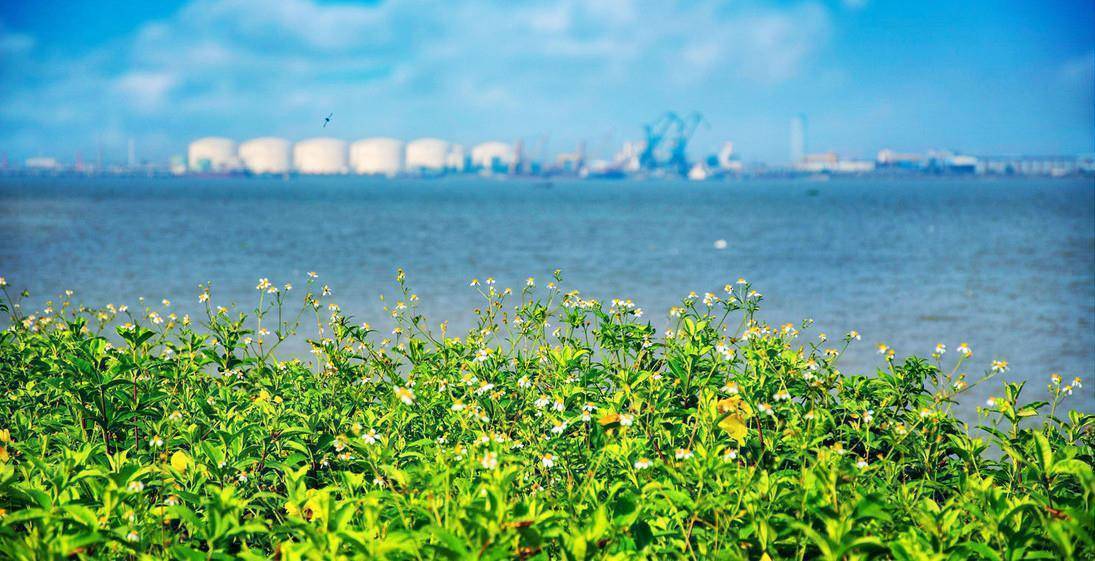 "海鸥岛"是不需要门票的,是免费对外开放的,很"良心",但因为名气不显