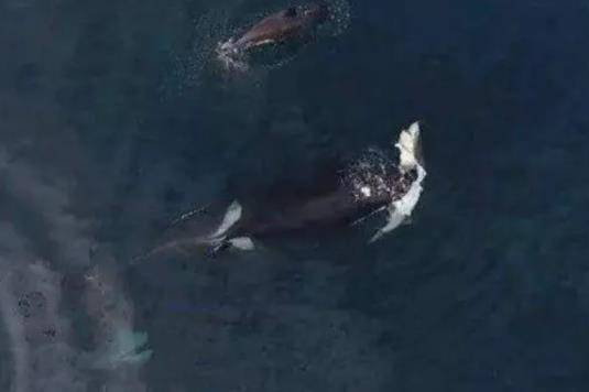 原创2010年美国32岁虎鲸突然将驯兽师拖入池中调查原因出乎意料