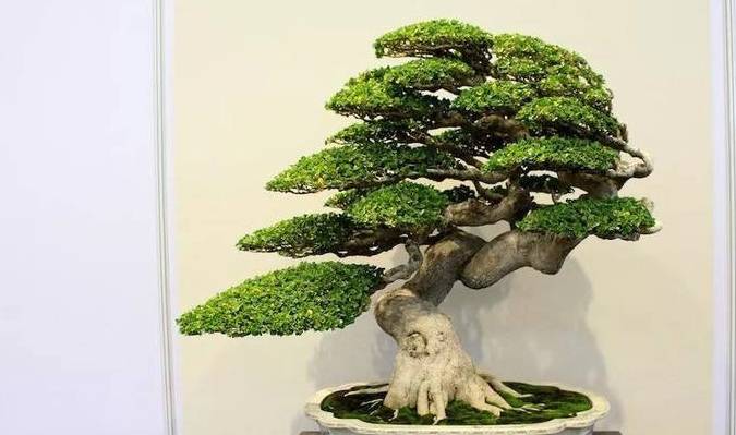 不过在后来数十年中,榕树盆景多类似日本黑松盆栽的造型,趋向工整化