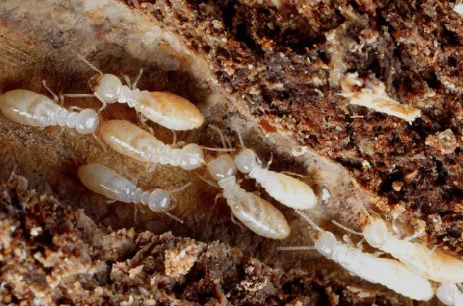 别墅装修白蚁预防方案