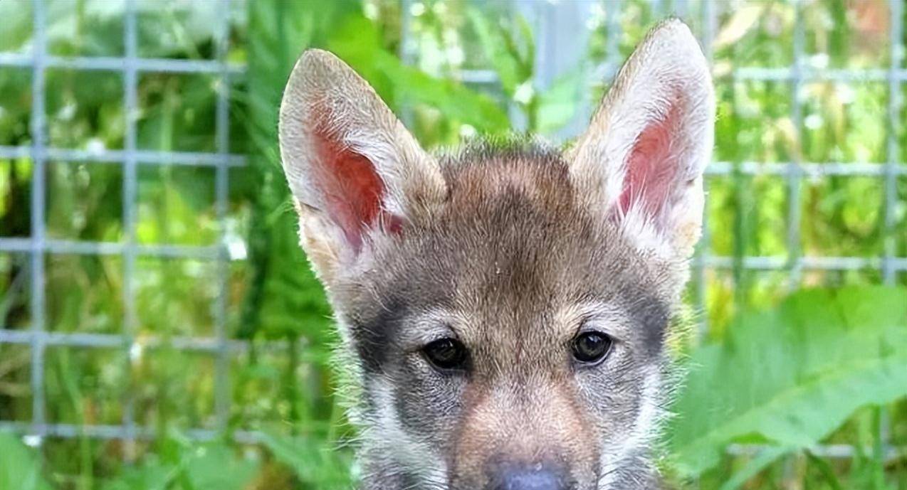 原创2006年济源男子养了一只小狗越养越不对劲专家鉴定后傻眼