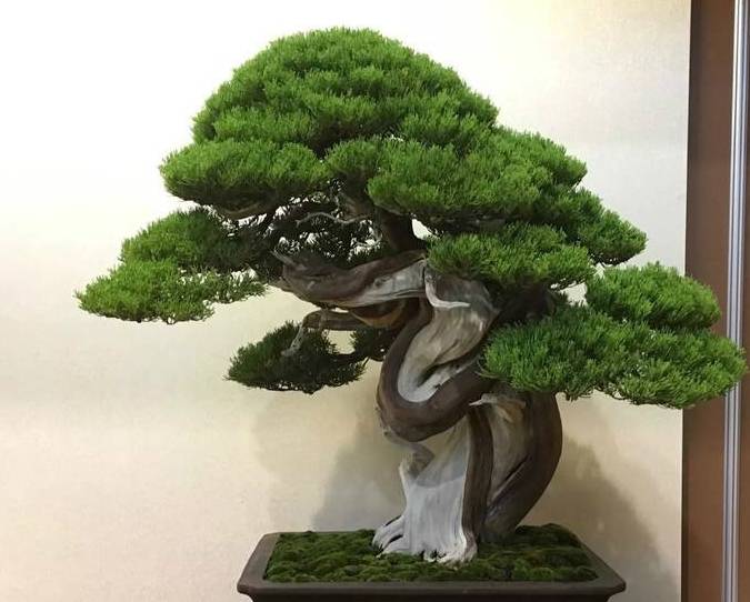 盆景的艺术台派两百多年历史先继承岭南传统后学习日式黑松