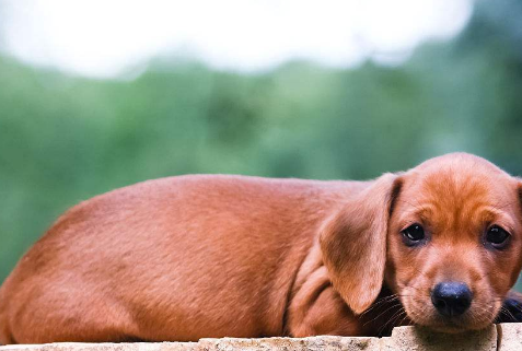 原创世界上最小的五种狗小鹿犬竟然不是最小的第一名很敏感