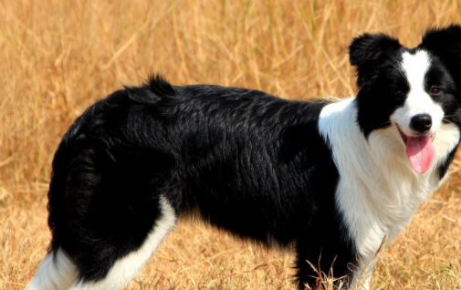 原创5种高颜值的牧羊犬第一种智商最高第四种在国内很少见