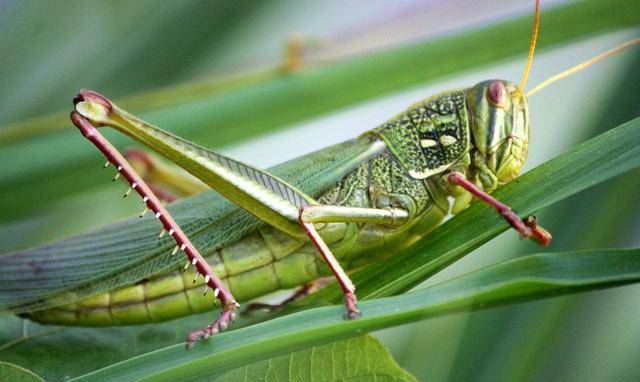 咸丰帝如何灭蝗虫?奉"刘猛将军"为驱蝗正神,大赦各地罪犯_飞蝗_蝗灾_