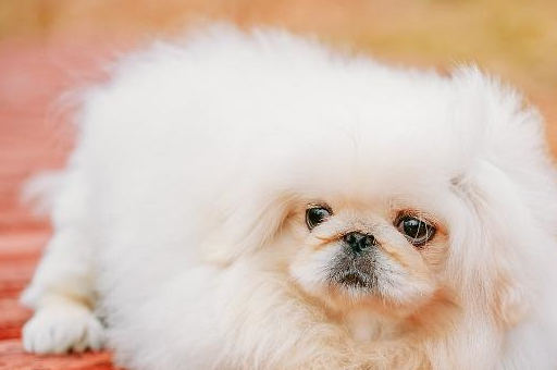 藏獒_纯种_品种