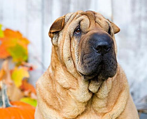 你知道中国第一斗狗吗沙皮犬颠覆你的想象