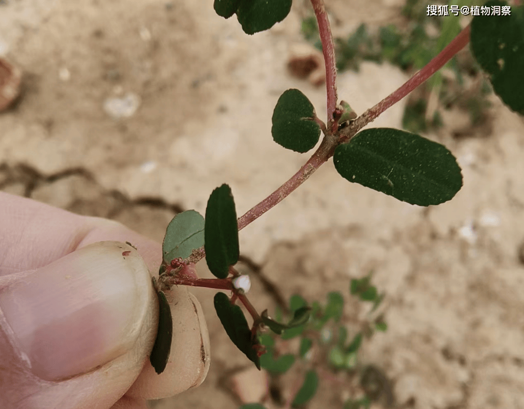 又因其全株具乳白色的汁液,故又得名奶浆草,通乳草.