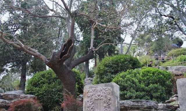 明朝灭亡后崇祯皇帝吊死在煤山歪脖子树上现在那颗树怎么样了