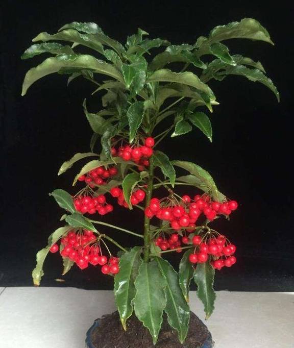 听名字就不一般这花家里养一盆红果果挂满枝旺运招财