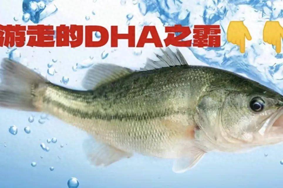 原创这6种鱼每口都是dha高营养好消化孩子常吃头脑聪明身体棒