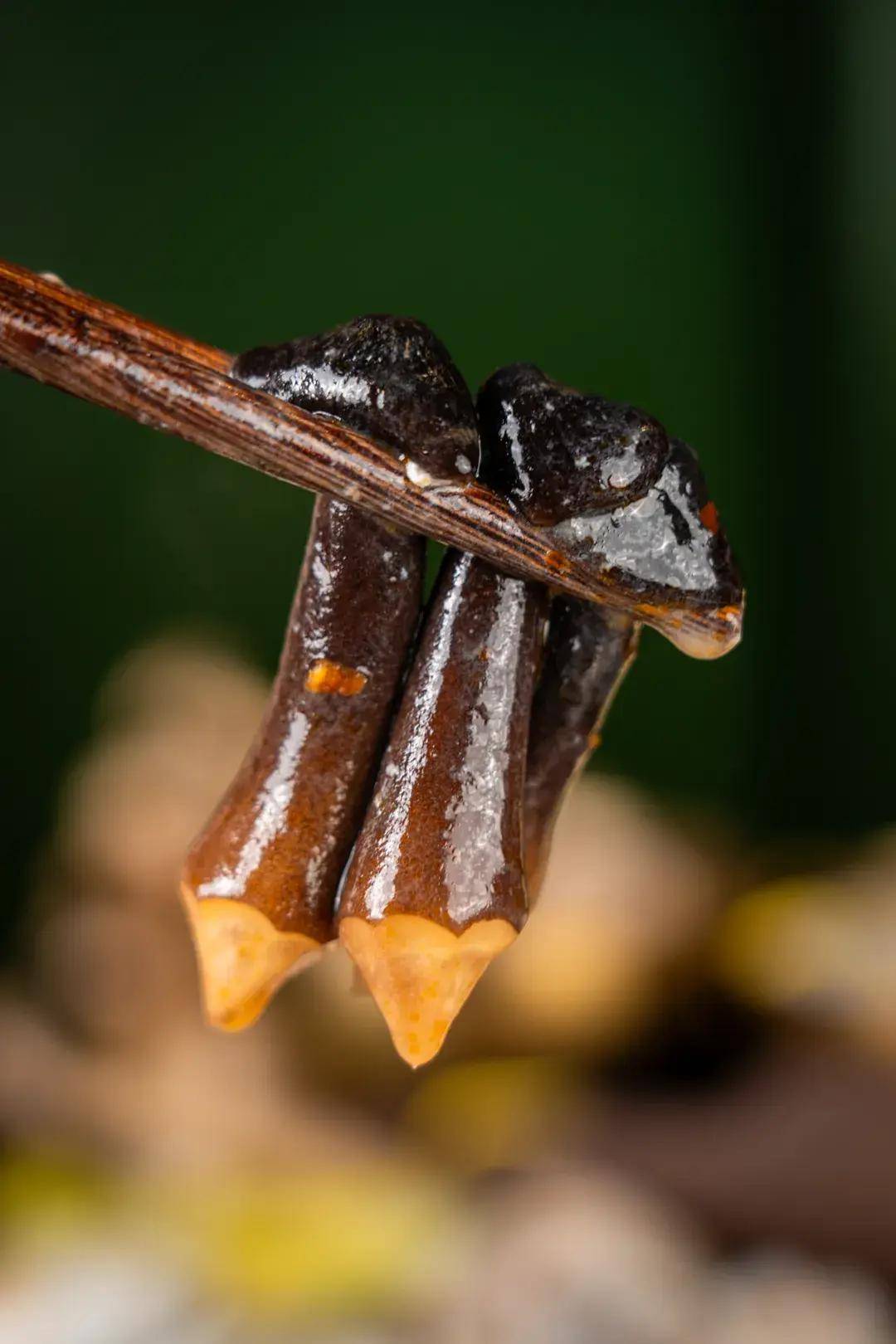 在魔都吃糟粕醋火锅比ta还值的还真没找到