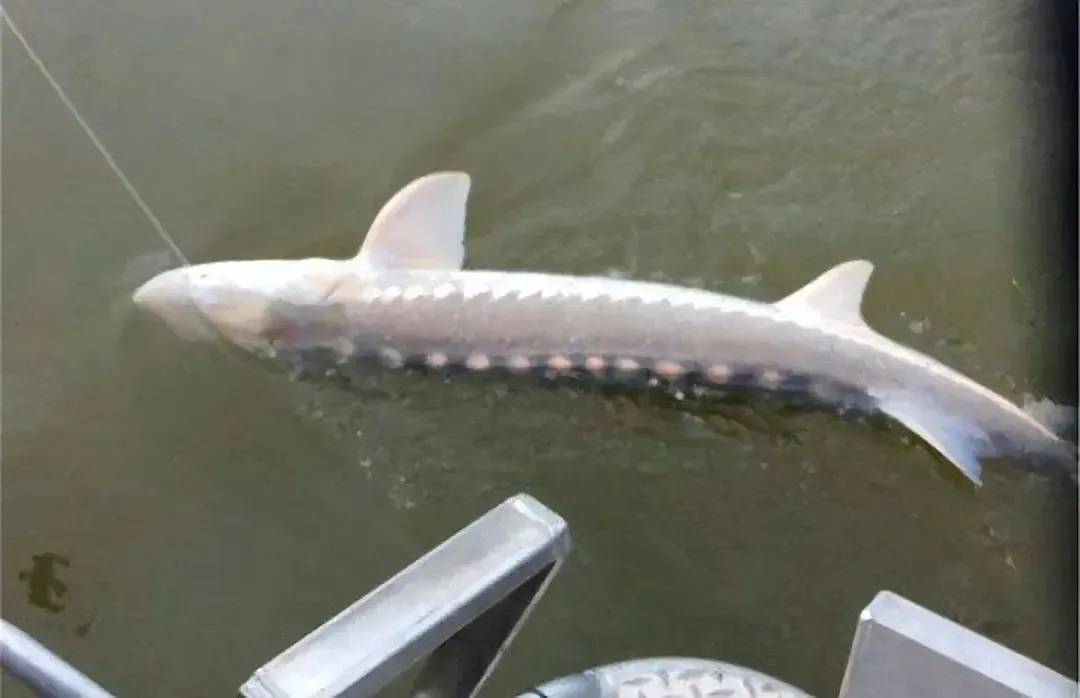 原创长江禁渔带来巨大惊喜南京网友拍下两米长巨型鱼