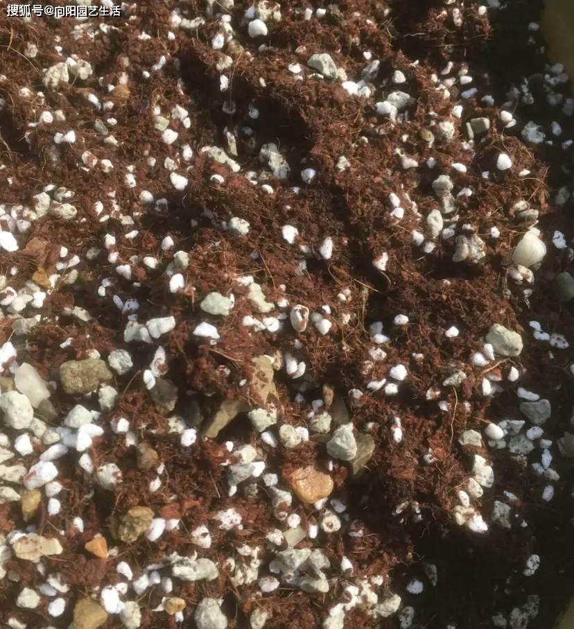 养花拌土,加点珍珠岩,增加土的透气性,养花不烂根!