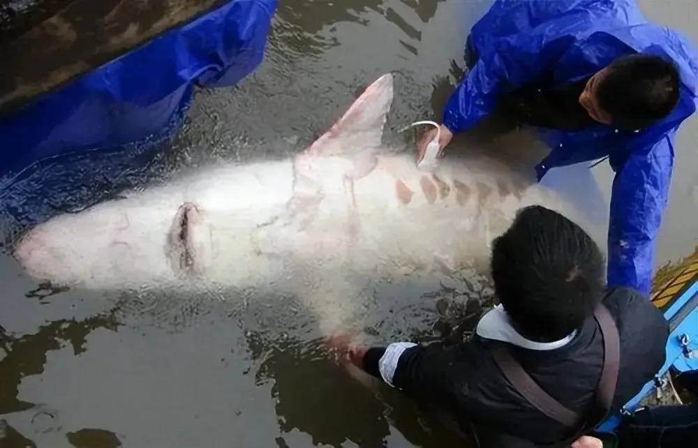 原创长江禁渔带来巨大惊喜南京网友拍下两米长巨型鱼