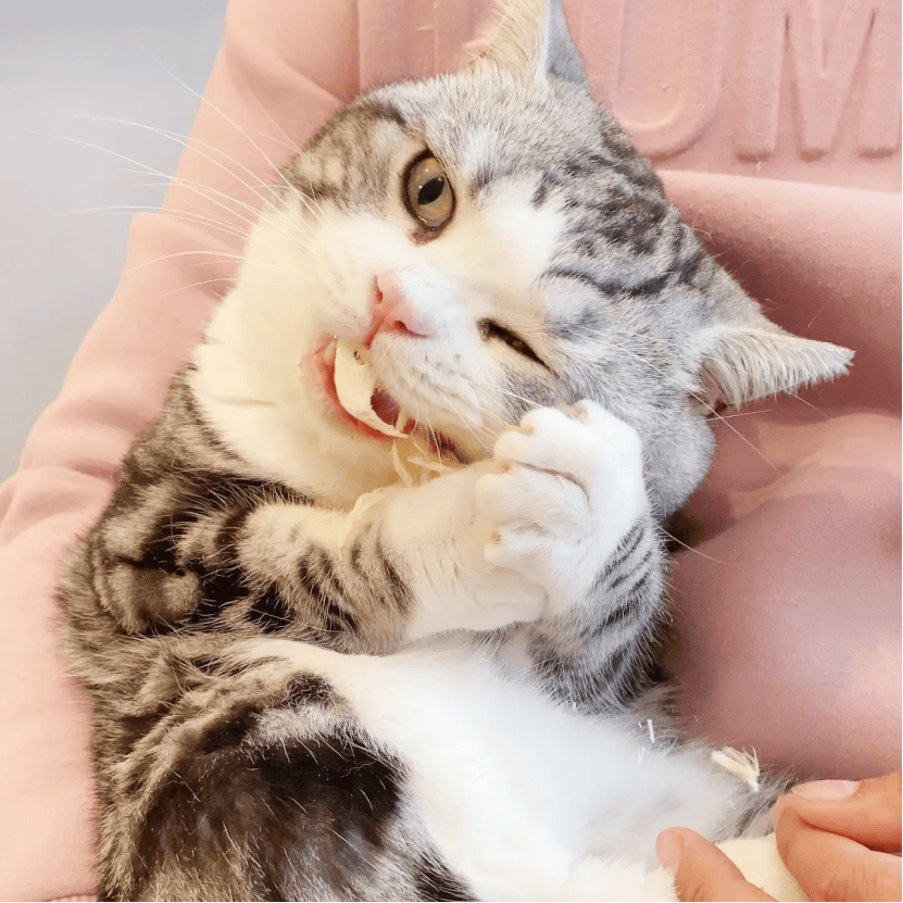 新手必入的生骨肉冻干总结_猫咪_含量_蛋白质