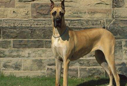 原创大丹犬的坏习惯有哪些一旦出现主人要及时的改正它哦