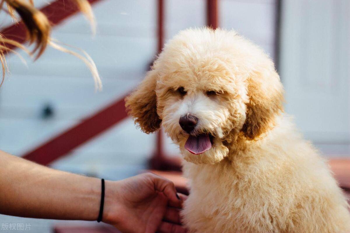 原创泰迪犬毛发护理指南泰迪犬理发哪里更合适毛发护理全方位对比