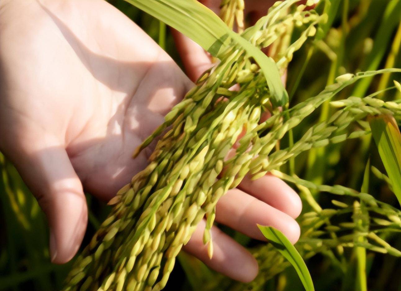 原创红得发紫的海水稻口感难吃还要种超百万亩国家到底有何打算