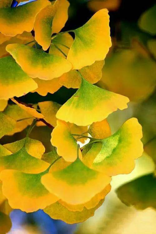 被誉为植物界的大熊猫是什么植物_银杏_保护_生态