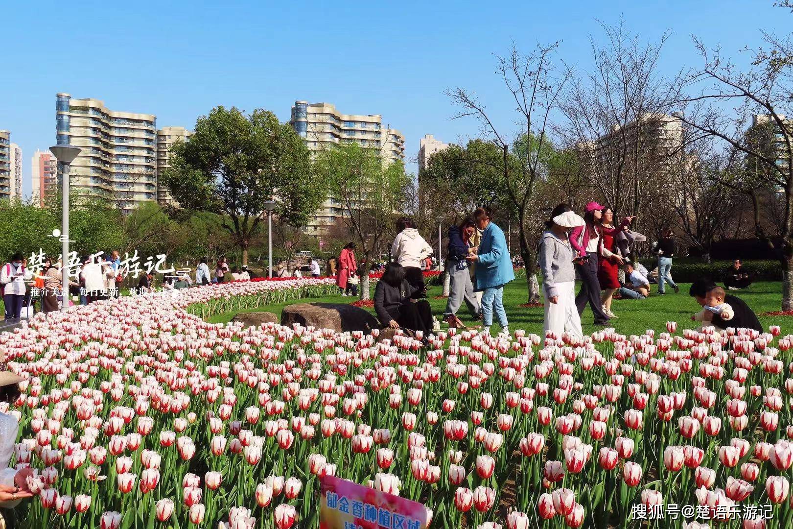 把它们两个放在一起比较,可以肯定,瓜渚湖也是有郁金香花的.