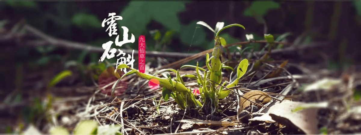 霍山石斛多少钱一斤野生新鲜石斛多少钱一斤