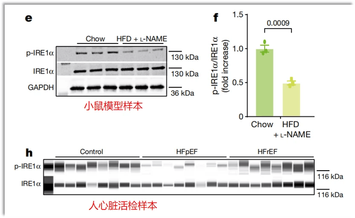 数字化westernblot蛋白质印迹定量分析技术