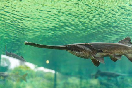 原创动物趣闻盘点世界上濒危的六种鲟鱼中国有两种上榜