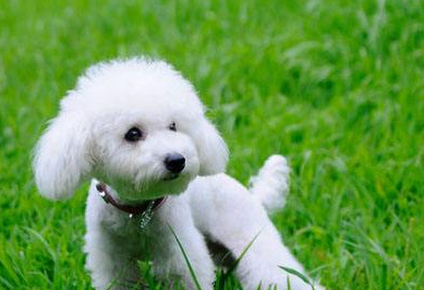 如果是给狗狗吃饱就可以了,可能人人都去养狗了,其实饲养贵宾犬除了一