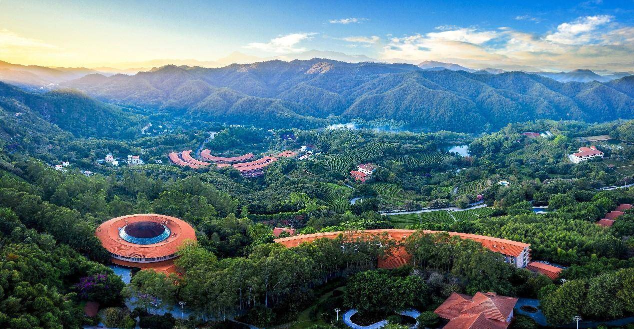 雁南飞茶田风景区图片