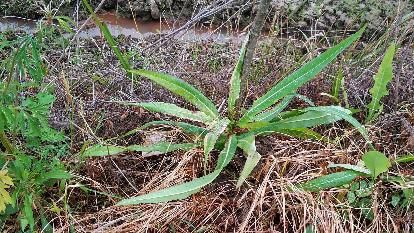 农田边的野草