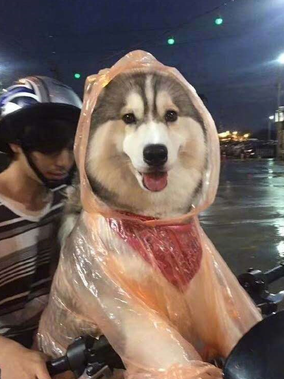 雨天遛狗怎么办?哈士奇:不要担心,俺有雨衣啊