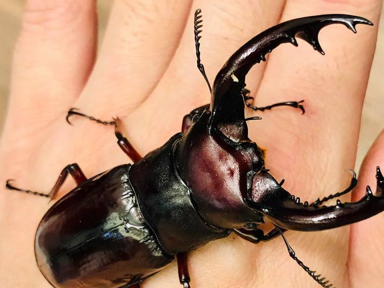 原创特征鲜明色彩华丽的国产大型锹甲详解我国五大叉角锹