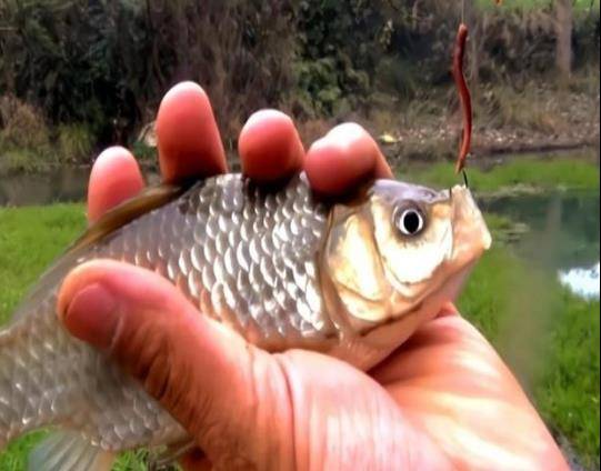 看着浮漂下沉,鱼儿上钩的钓鱼佬,揭竿而起的速度那叫一个快,运气好了