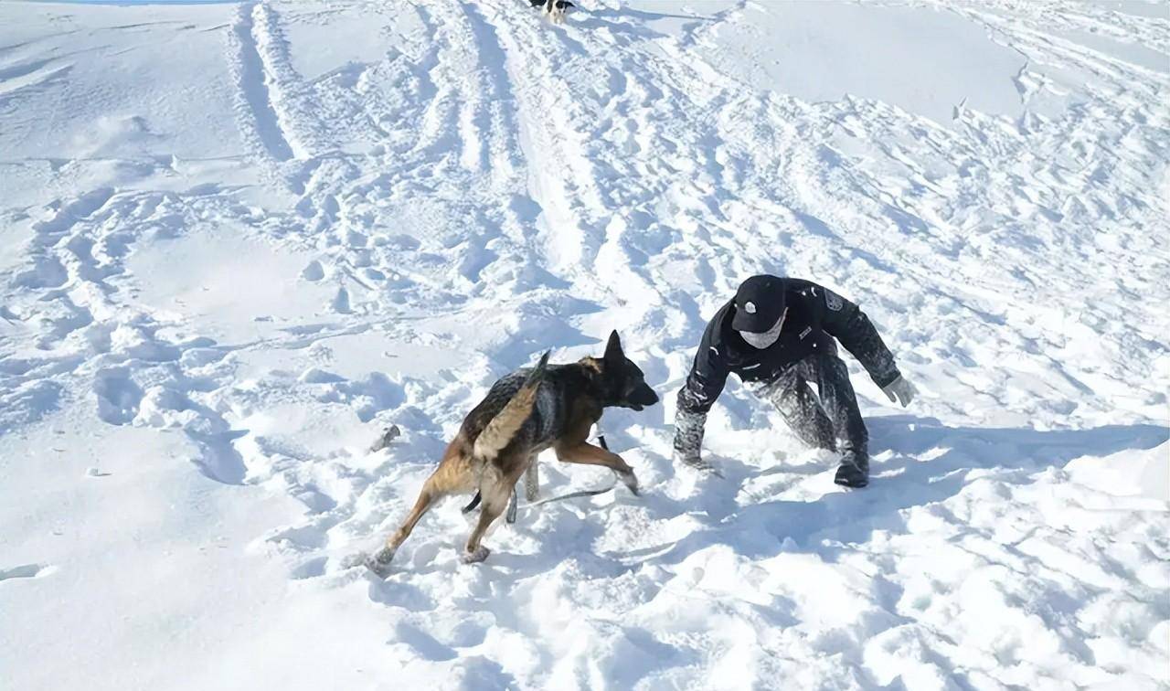 09年黑龙江野狼湖闯进一警犬整日蹭吃蹭喝狼主人来相亲的