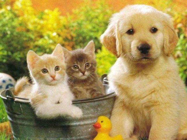 原创养宠物这些事你还不知道那你真的需要做功课了不懂的看过来