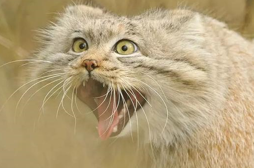 原创这种猫表情丰富到让你尖叫全身都是戏一板一眼皆惊喜