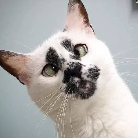 原创可爱小猫咪长大后变丑八怪网友是不是我铲屎的方式不对